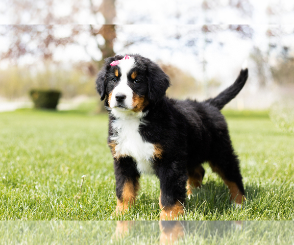 Medium Photo #3 Bernese Mountain Dog Puppy For Sale in WOLCOTTVILLE, IN, USA