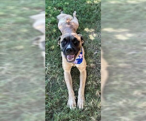 Medium Photo #1 Anatolian Shepherd-Unknown Mix Puppy For Sale in Tulsa, OK, USA