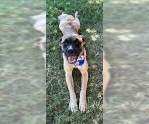 Anatolian Shepherd-Unknown Mix Dogs for adoption in Tulsa, OK, USA
