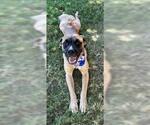 Small Anatolian Shepherd Mix