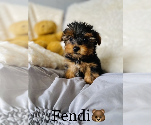 Medium Photo #4 Yorkshire Terrier Puppy For Sale in COOKEVILLE, TN, USA