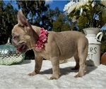 Small #8 French Bulldog