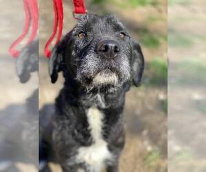 Labradoodle Dogs for adoption in Lewistown, PA, USA