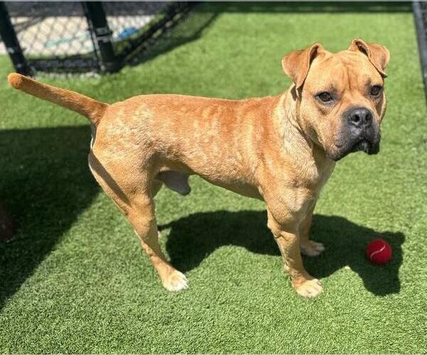 Medium Photo #3 Bull-Boxer Puppy For Sale in Rockwall, TX, USA