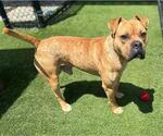 Small #2 Bull-Boxer