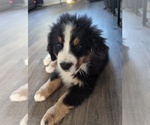 Small #6 Bernese Mountain Dog