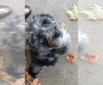 Small Photo #15 Bernedoodle (Miniature) Puppy For Sale in GOSHEN, IN, USA