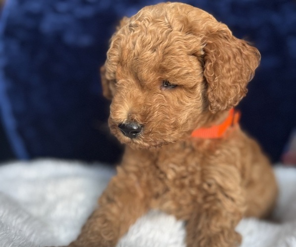 Medium Photo #8 Goldendoodle (Miniature) Puppy For Sale in SAN FERNANDO, CA, USA