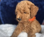 Small #7 Goldendoodle (Miniature)