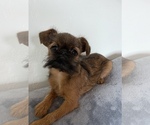 Small Photo #2 Brussels Griffon Puppy For Sale in SAGINAW, MI, USA