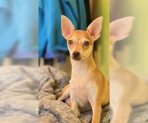 Chihuahua-Unknown Mix Dogs for adoption in Center Township, PA, USA