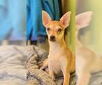 Small Chihuahua Mix