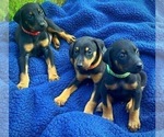 Small Photo #3 Doberman Pinscher Puppy For Sale in MILL SPRING, NC, USA