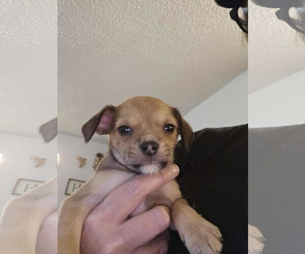 Medium Photo #1 Chihuahua Puppy For Sale in Arlington, WA, USA