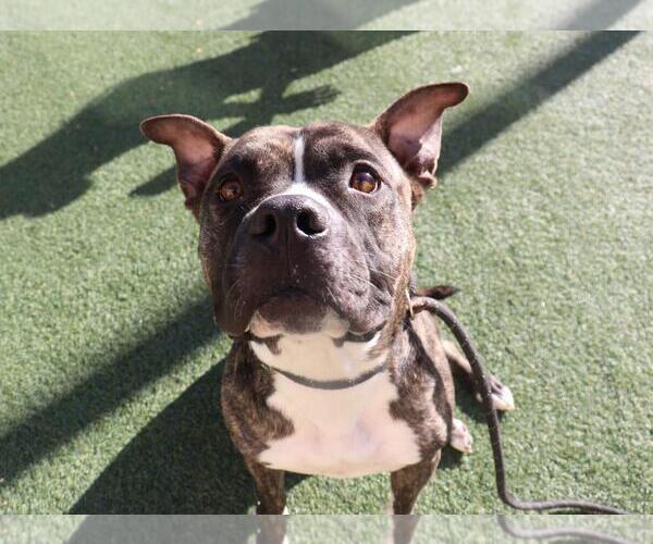 Medium Photo #4 Labrador Retriever-Unknown Mix Puppy For Sale in Rockwall, TX, USA