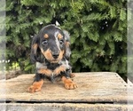 Small #2 Dachshund