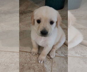 English Cream Golden Retriever-Labrador Retriever Mix Puppy for sale in NEW CANEY, TX, USA