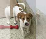 Small #3 Labrador Retriever Mix