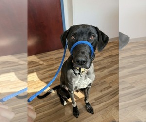 Doberman Pinscher-Great Pyrenees Mix Dogs for adoption in Buffalo, MN, USA