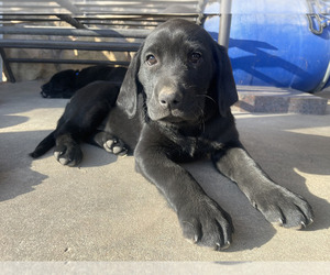 Labrador Retriever Litter for sale in ARMA, KS, USA