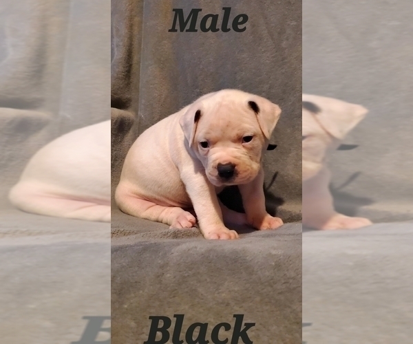 Medium Photo #2 American Bulldog Puppy For Sale in CLAYMONT, DE, USA