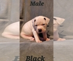 Small Photo #2 American Bulldog Puppy For Sale in CLAYMONT, DE, USA