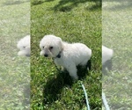 Small Photo #5 Coton de Tulear Puppy For Sale in CANOGA, NY, USA