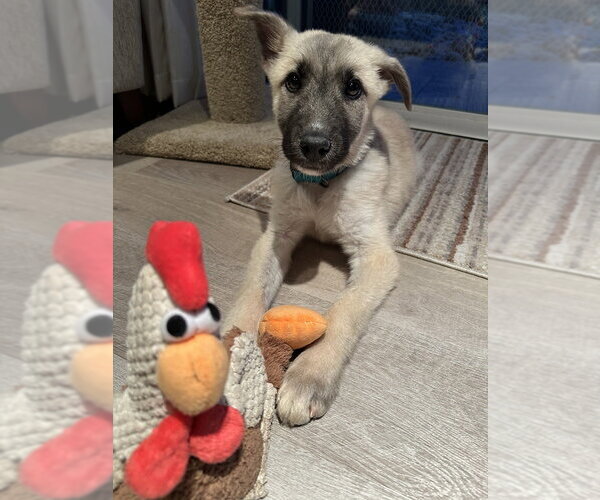 Medium Photo #3  Puppy For Sale in , 