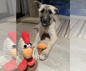 German Shepherd Dog-Unknown Mix Dogs for adoption in West Sacramento, CA, USA