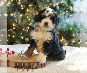 Bernedoodle (Miniature) Puppy for sale in NARVON, PA, USA