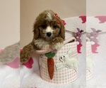 Small Photo #1 Cavapoo Puppy For Sale in SYLMAR, CA, USA