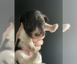 Small Photo #16 Havanese Puppy For Sale in ATHENS, GA, USA