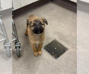 German Shepherd Dog Dogs for adoption in HESPERIA, CA, USA