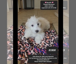 Havanese Puppy for sale in TUCSON, AZ, USA