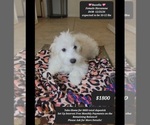 Image preview for Ad Listing. Nickname: Bazella