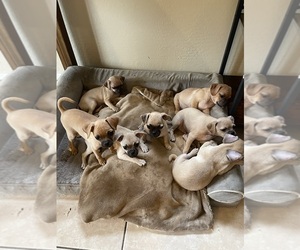 Chug Puppy for sale in PHOENIX, AZ, USA
