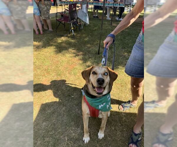 Medium Photo #11 Mutt Puppy For Sale in Forest, VA, USA