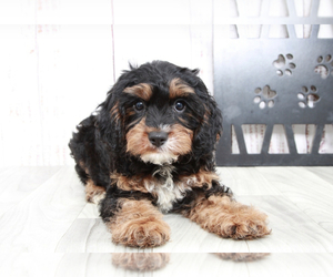 Cavapoo Puppy for sale in MARIETTA, GA, USA