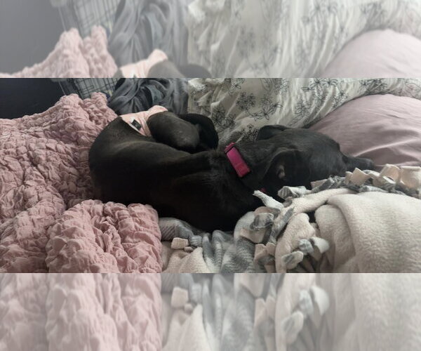 Medium Photo #4 Labrador Retriever-Unknown Mix Puppy For Sale in Princeton, MN, USA