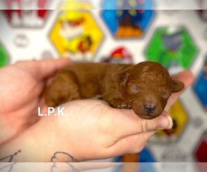 Poodle (Toy) Puppy for sale in WINNSBORO, LA, USA
