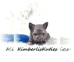 Small Photo #4 Yorkshire Terrier Puppy For Sale in LIPAN, TX, USA