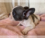 Small Photo #1 French Bulldog Puppy For Sale in JOHNS ISLAND, SC, USA