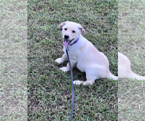 Medium Photo #4  Puppy For Sale in , 