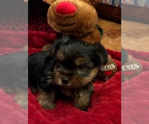 Yorkshire Terrier Puppy for sale in FORT LEAVENWORTH, KS, USA