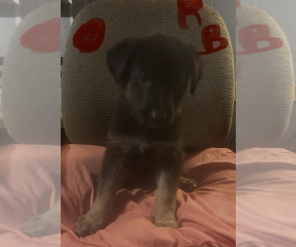 Medium Photo #5 German Shepherd Dog Puppy For Sale in SWANSBORO, NC, USA