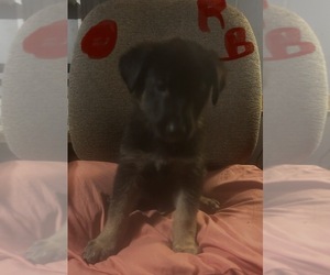 Medium German Shepherd Dog