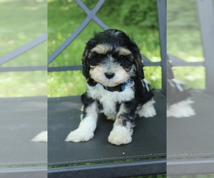 Cavapoo Puppy for sale in BELDING, MI, USA
