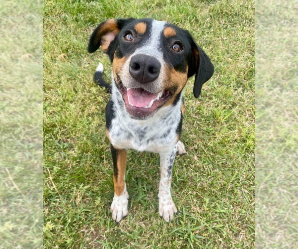 Medium Photo #3 Labrador Retriever Puppy For Sale in Bryant, AR, USA