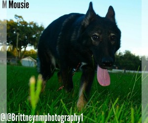 German Shepherd Dog-Siberian Husky Mix Puppy for sale in MULBERRY, FL, USA