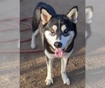 Small Photo #2 German Shepherd Dog-Siberian Husky Mix Puppy For Sale in Sacramento, CA, USA